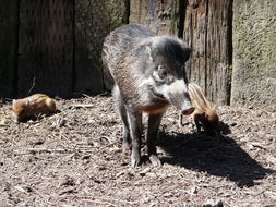 Image of Visayan Warty Pig