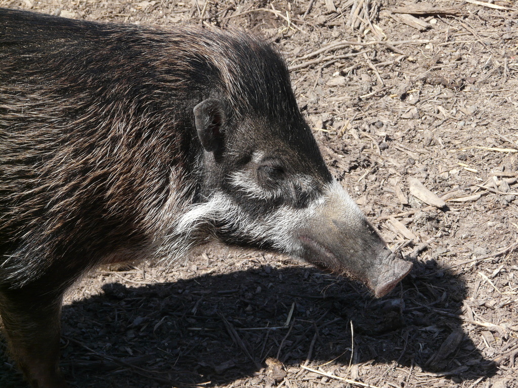 Image of Visayan Warty Pig