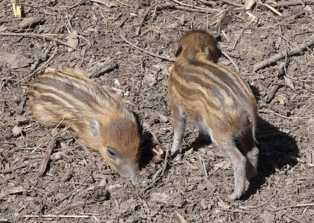 Image of Visayan Warty Pig