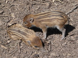 Image of Visayan Warty Pig