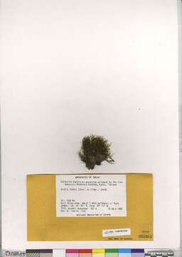 Image of pohlia moss