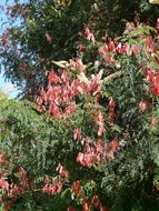 Image of <i>Acacia ataxacantha</i>
