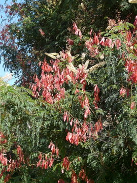 Image of <i>Acacia ataxacantha</i>