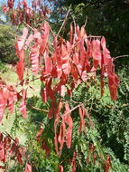 Image of <i>Acacia ataxacantha</i>