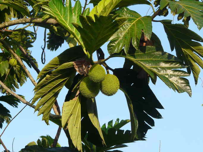 Image of Breadfruit Tree