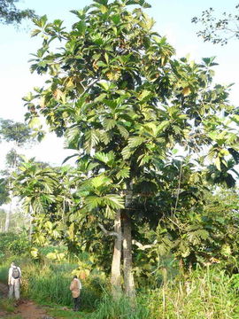 Image of Breadfruit Tree