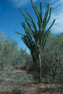 Sivun Didierea madagascariensis Baill. kuva