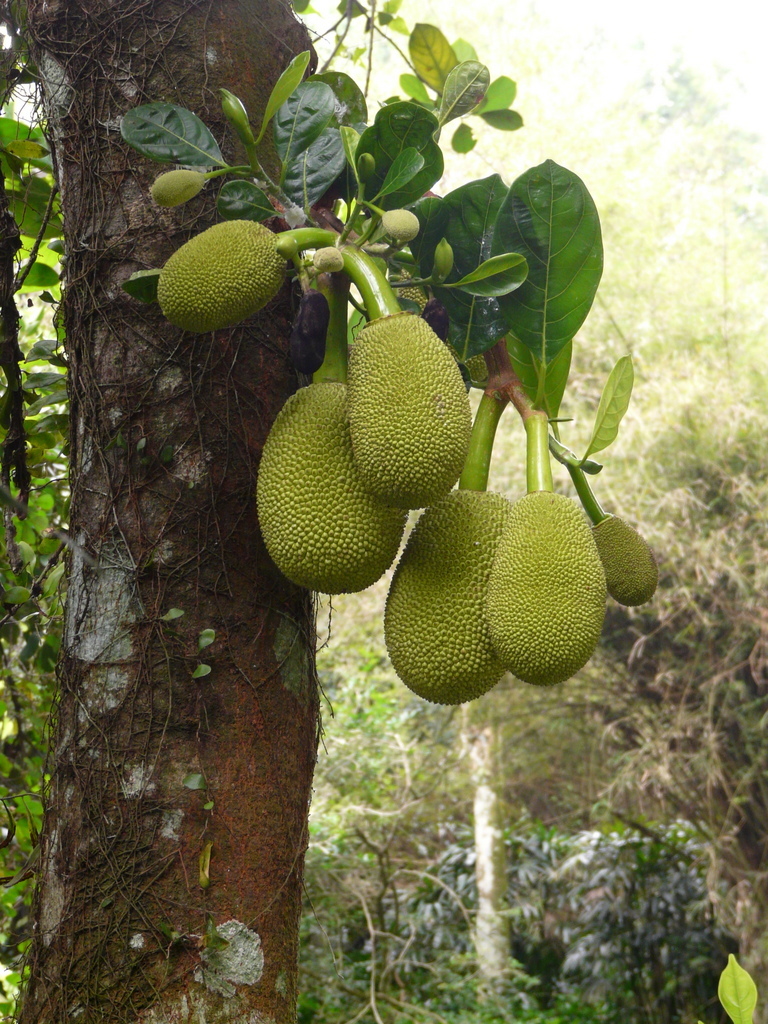 Image of durian