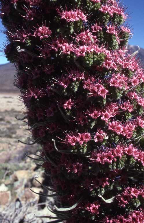 Image of Echium wildpretii H. H. W. Pearson ex Hook. fil.