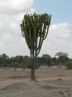 Image of Common Cadelabra tree