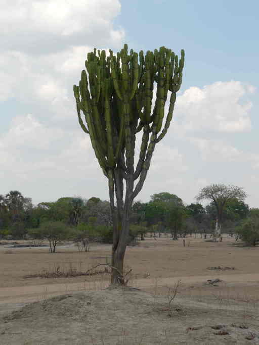 Image of Common Cadelabra tree