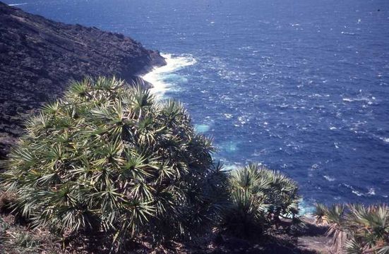 Pandanus vandermeeschii Balf. fil. resmi