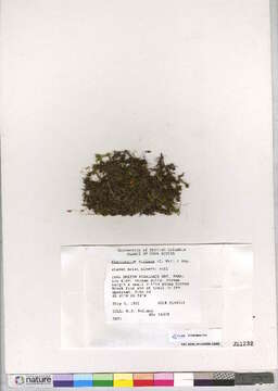 Image of plagiomnium moss