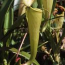 Image of Madagascar pitcher plant