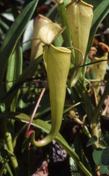 Image of Madagascar pitcher plant