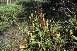 Image of Madagascar pitcher plant