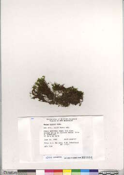 Image of mnium calcareous moss