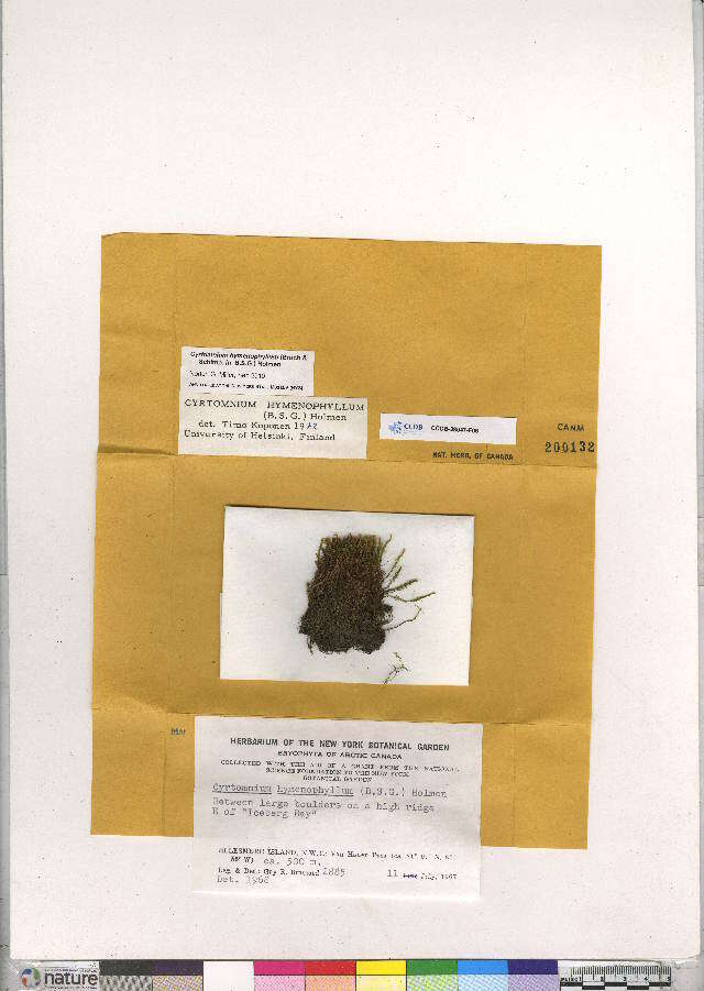 Image of cyrtomnium moss