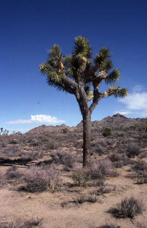 Image of Joshua tree