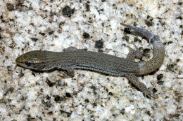 Image of Desert Night Lizard