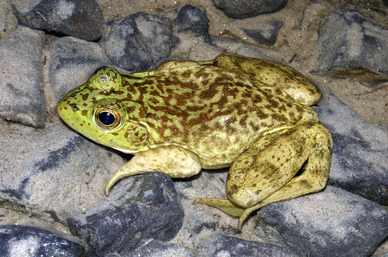 Слика од Lithobates catesbeianus (Shaw 1802)