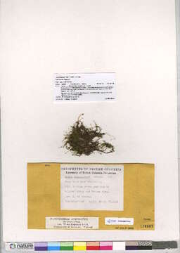 Image of plagiomnium moss