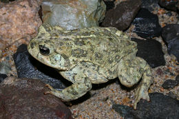 Image of western toad