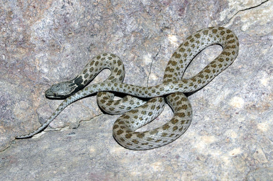 Image of Desert Night Snake