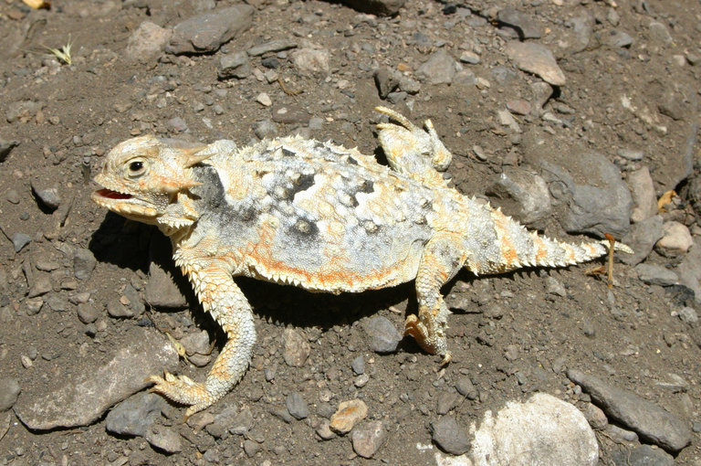 Image of Desert Horned Lizard