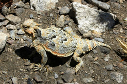 Image of Desert Horned Lizard