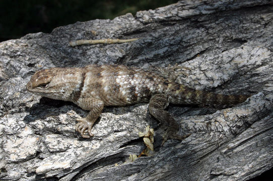 Sceloporus uniformis Phelan & Brattstrom 1955的圖片