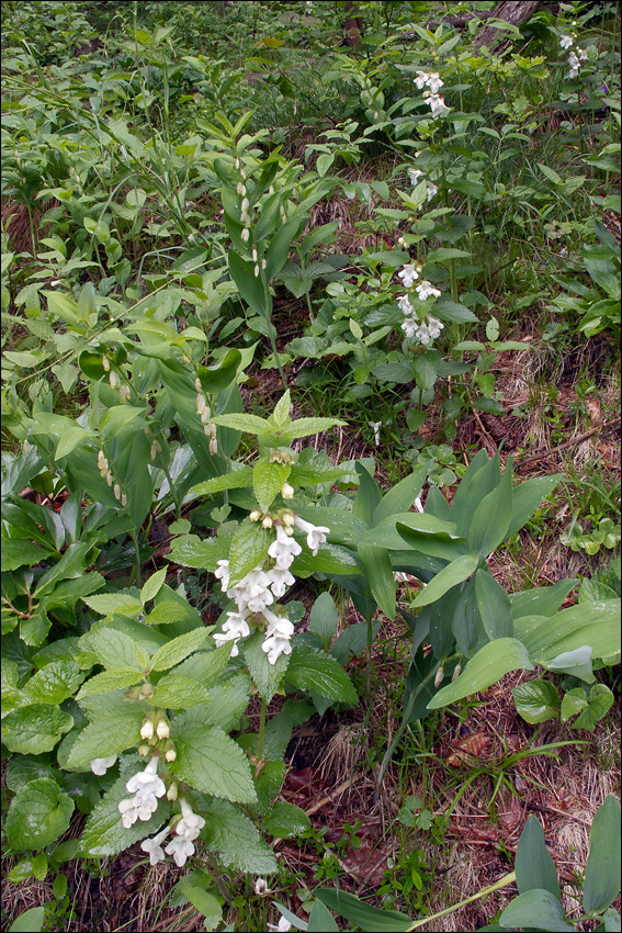 Plancia ëd Melittis melissophyllum L.