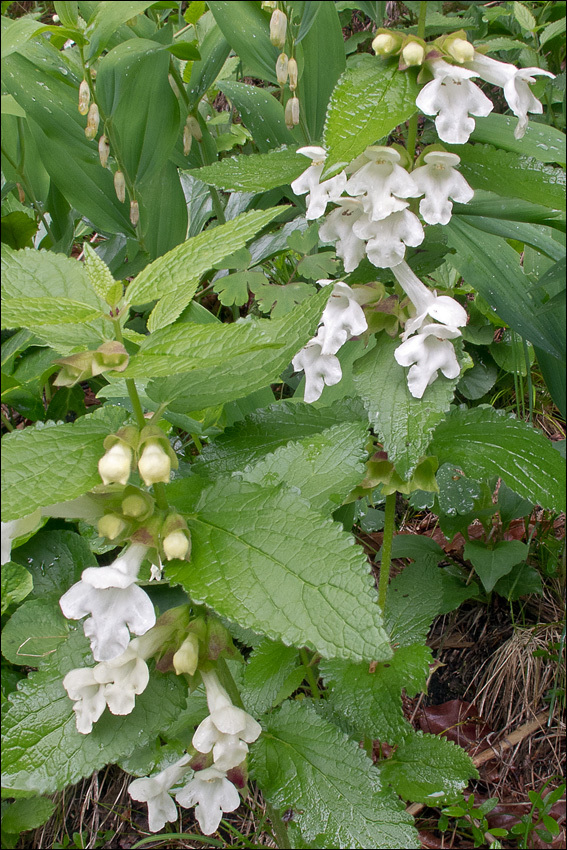 Melittis melissophyllum L. resmi