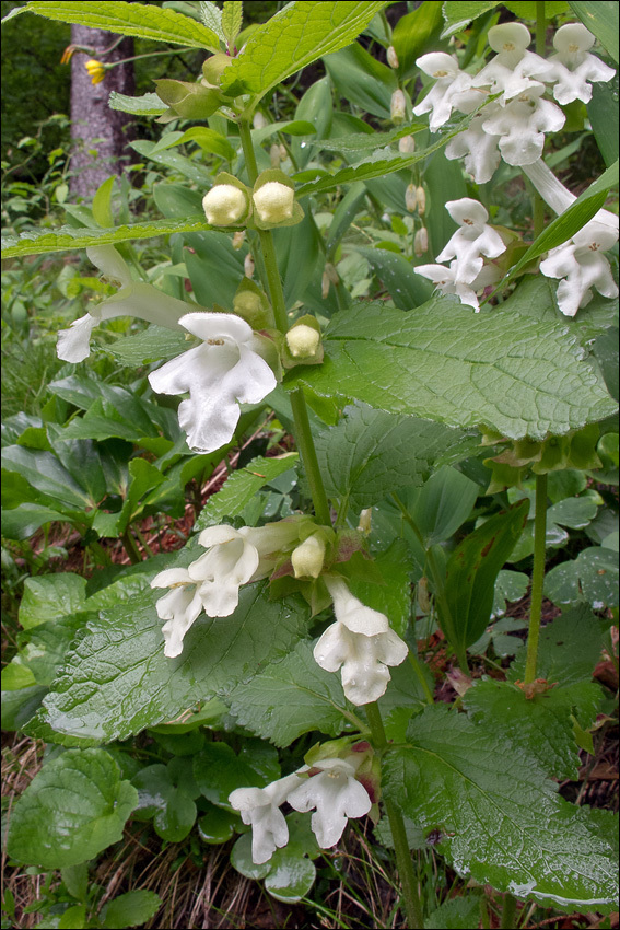 Image of Melittis melissophyllum L.