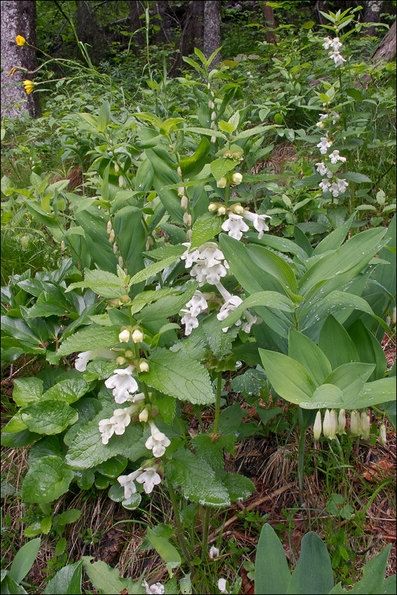 Melittis melissophyllum L. resmi