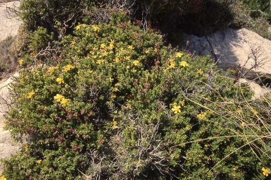 Image of Hypericum balearicum L.