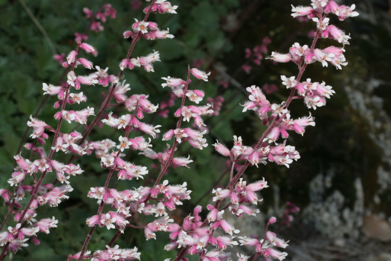 Image of tufted alumroot