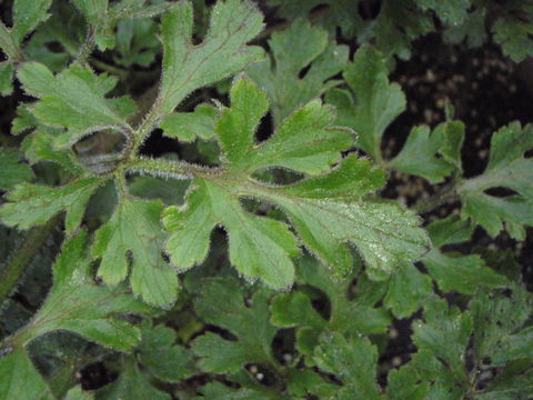 Image de Ranunculus hawaiensis A. Gray