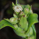 Image of Na'ena'e Pua Kea