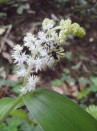 Image of feathery false lily of the valley