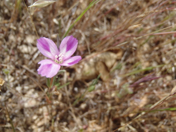 Image of winecup clarkia