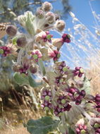 Imagem de Asclepias californica Greene