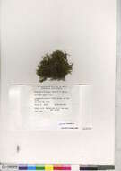 Image of hedwigia moss