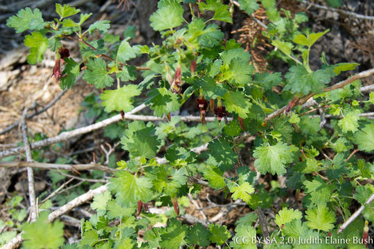 Image of Sierra gooseberry