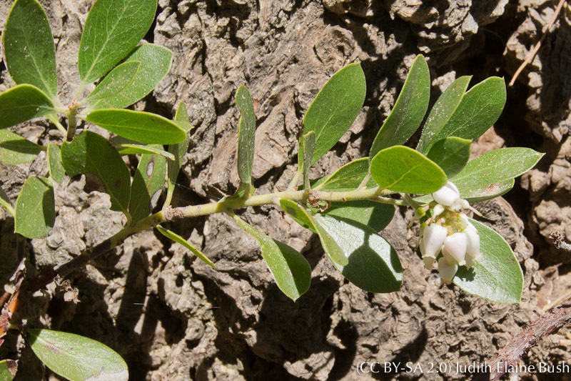 Image of <i>Arctostaphylos <i>nevadensis</i></i> ssp. nevadensis