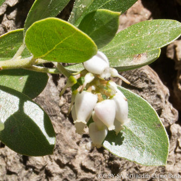 Image of <i>Arctostaphylos <i>nevadensis</i></i> ssp. nevadensis