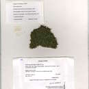 Image of thelia moss