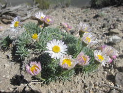 Image of cushion daisy