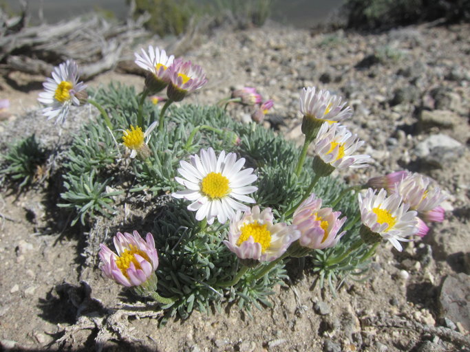 Слика од Erigeron compactus Blake