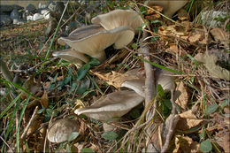 Image de Clitocybe nebularis (Batsch) P. Kumm. 1871